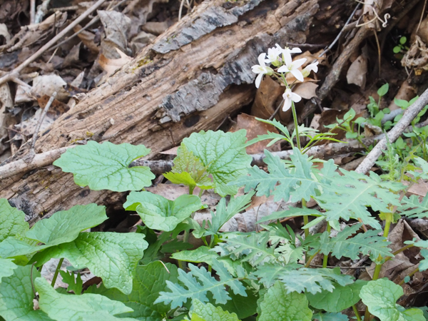 Toothwort