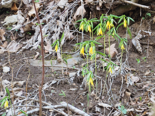 Bellwort