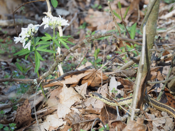 Garter snake