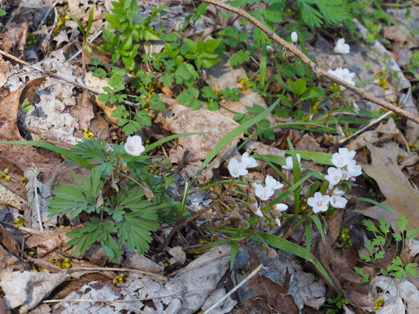 Spring Beauty