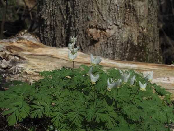 Dutchman's Breeches