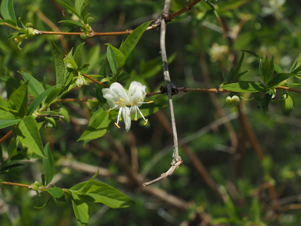 Bush honeysuckle