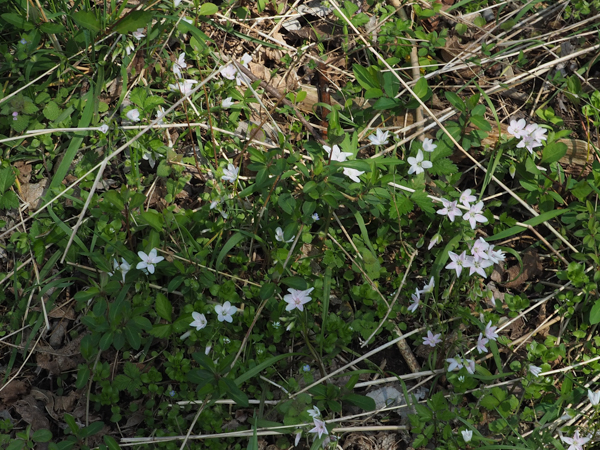 Spring Beauty