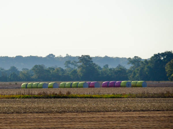 Cotton fields