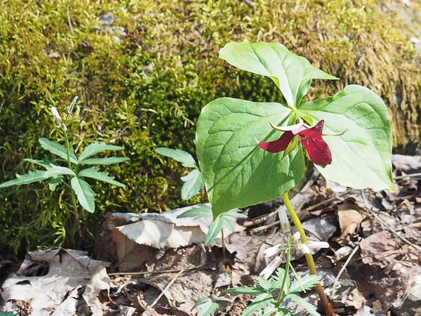 Red trillium