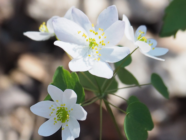 Rue anemone