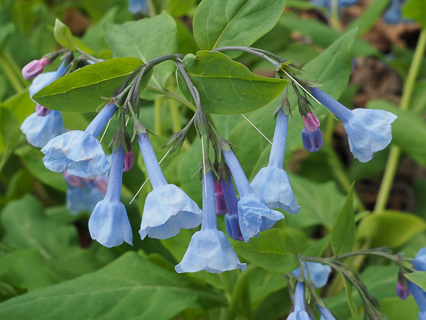 Virginia Bluebells