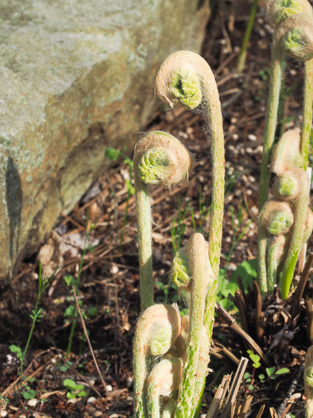 Ferns