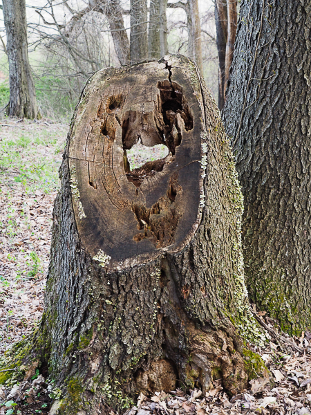 Tree trunk