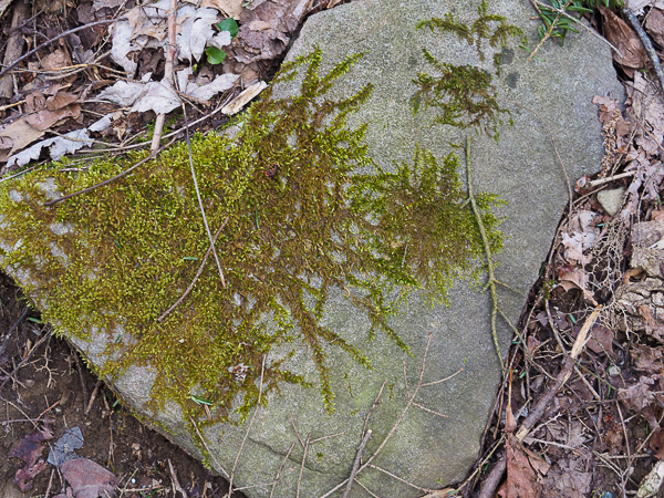 Moss on rock