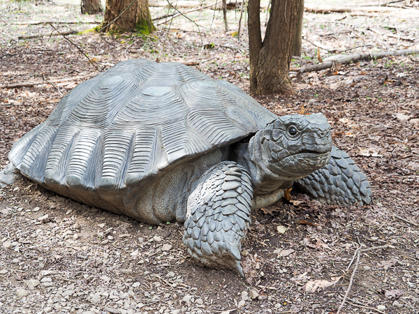 Tortoise