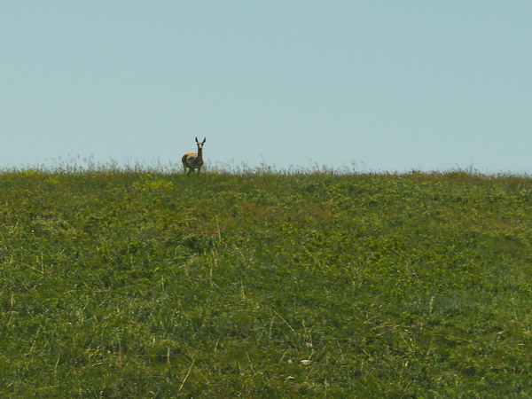 Black-tailed deer