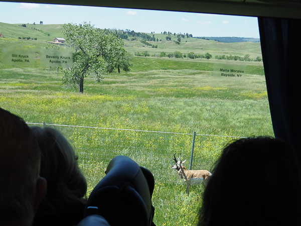 Pronghorn antelope