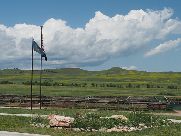 Bison gathering