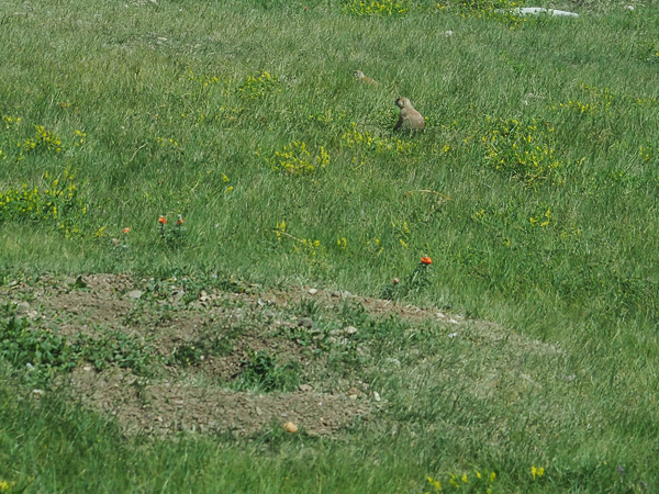 Prairie dog town