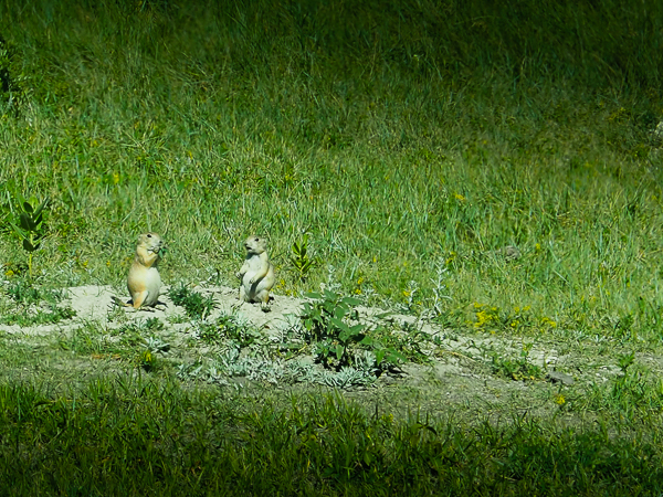 Prairie dogs