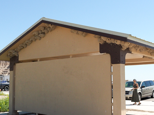 Cliff Swallow nests