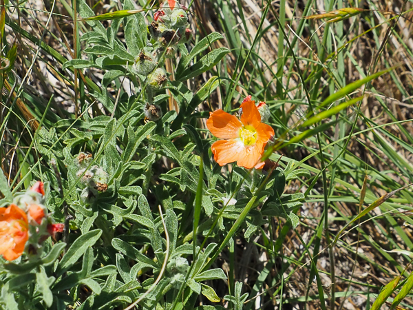 Scarlet Globemallow