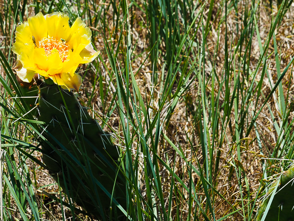 Prickly Pear