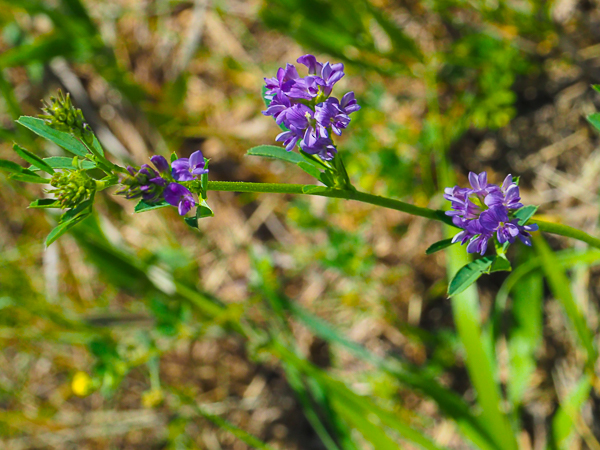 Blue flowers