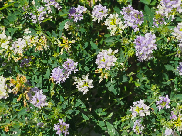 Lilac flower