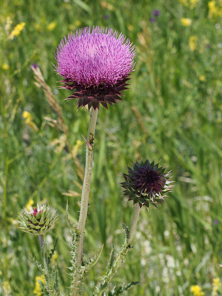 Bristle thistle