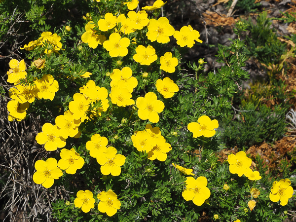 Shrubby Cinquefoil