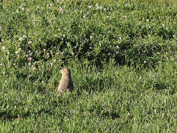 Prairie Dog