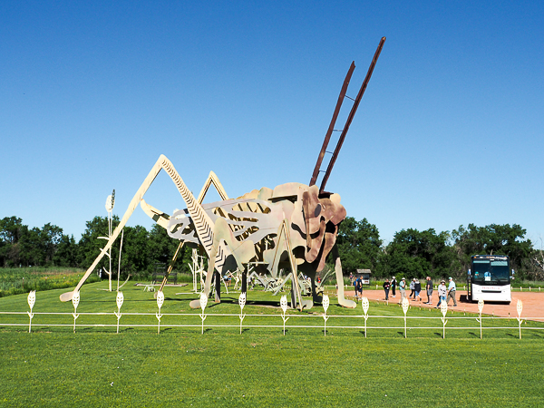 Grasshoppers in the Field