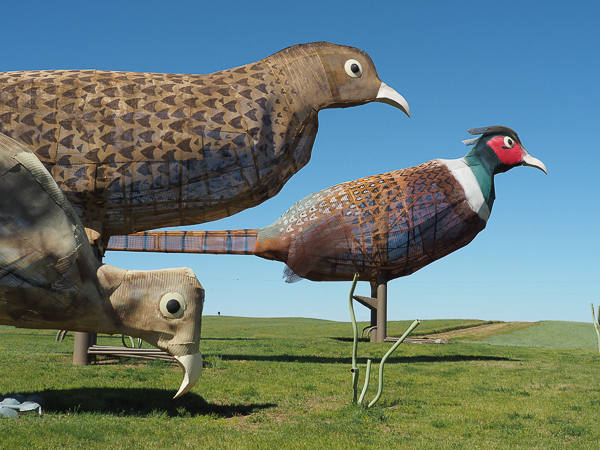 Pheasants on the Prairie