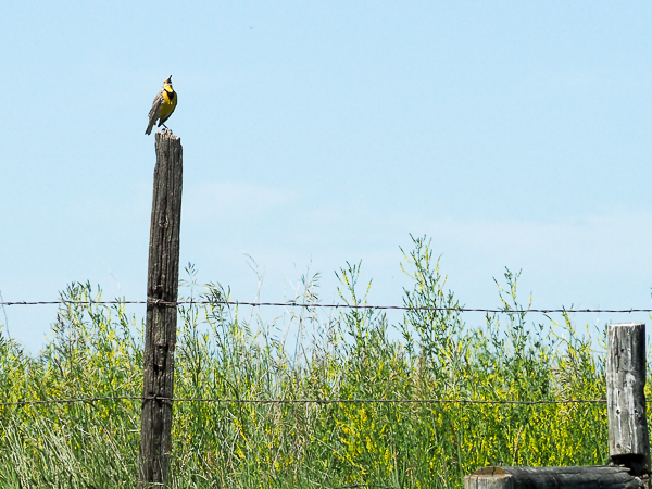 Meadowlark