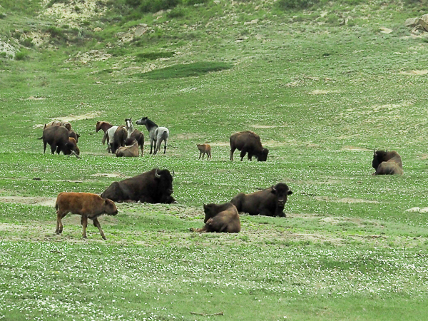 Mustangs & bison