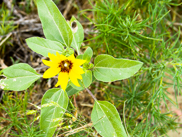 Sunflower