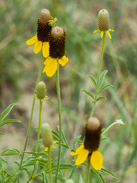 Black-eye Susan