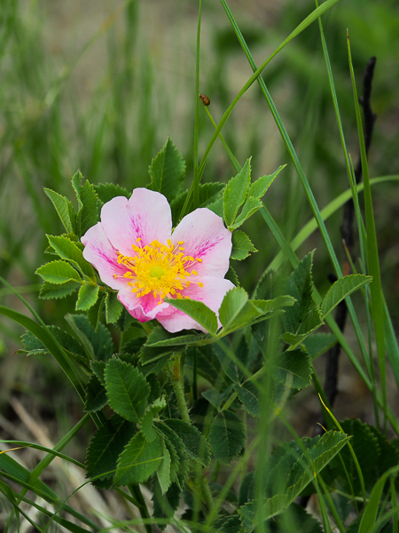 Prairie Rose