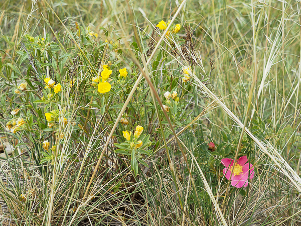 Varied plants