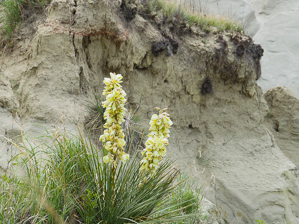 Yucca