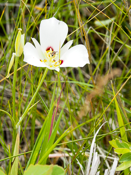 Sego Lily