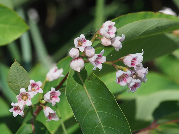 Spreading dogbane