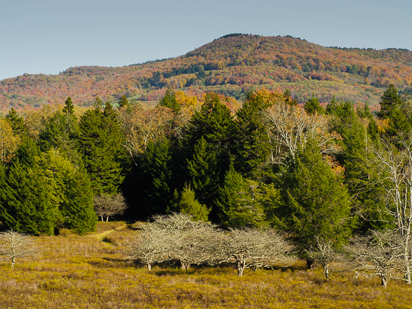 Marsh overlook