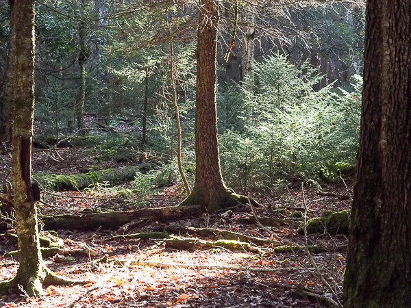 Young trees