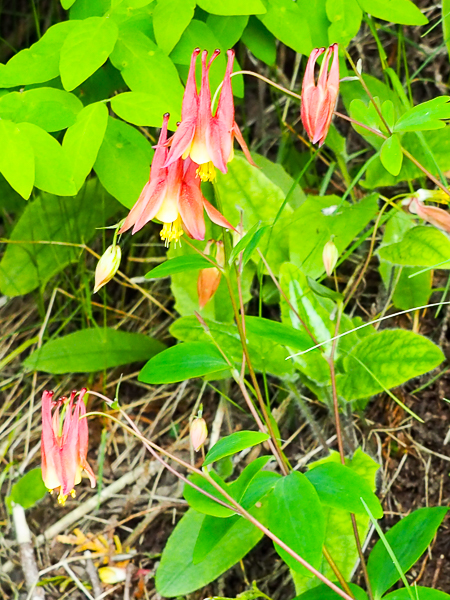 Columbine