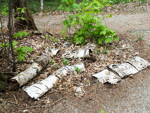 Birch bark