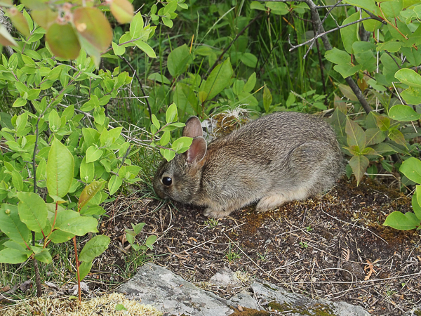 Rabbit