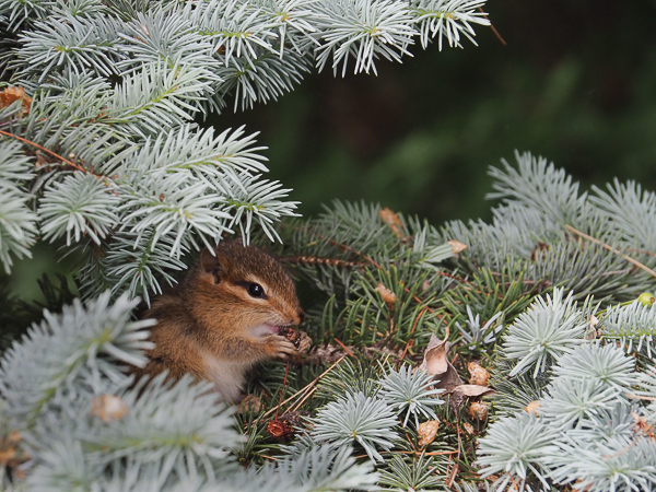 Chipmunk