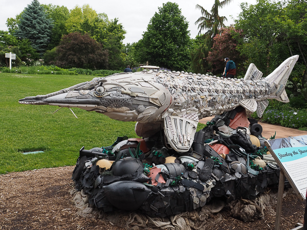 Sturgeon
