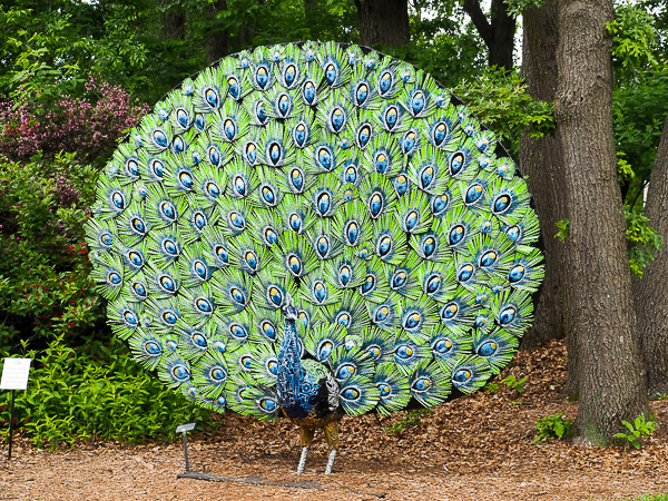 Peacock