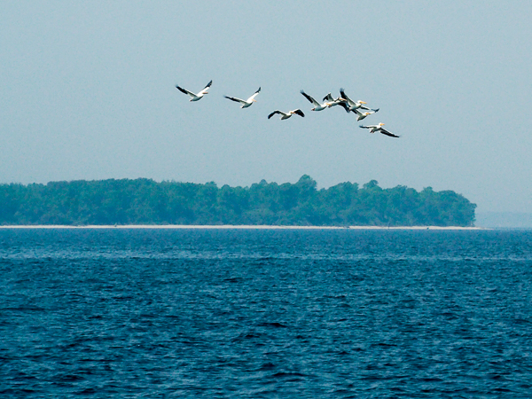 Pelicans