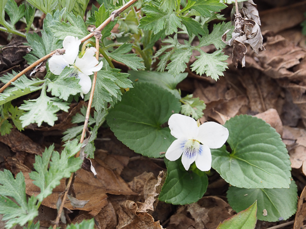 Violets