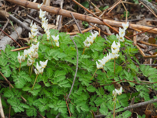 Dutchman's Breeches